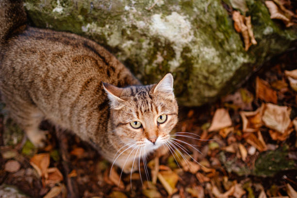 istock A Siberian tabby cat exploring the autumn forest 1330036231