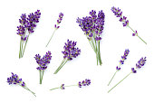 Set Of Lavender Isolated Over White Background