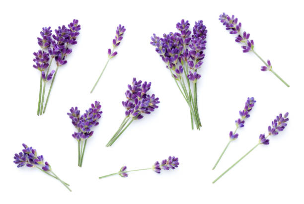 Set Of Lavender Isolated Over White Background Lavender isolated over white background. Set of fresh natural flowers. Top view lavender stock pictures, royalty-free photos & images