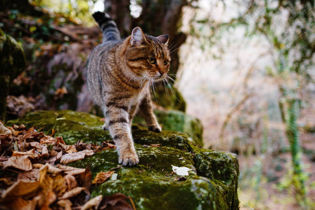 istock A Siberian tabby cat exploring the autumn forest 1330036252