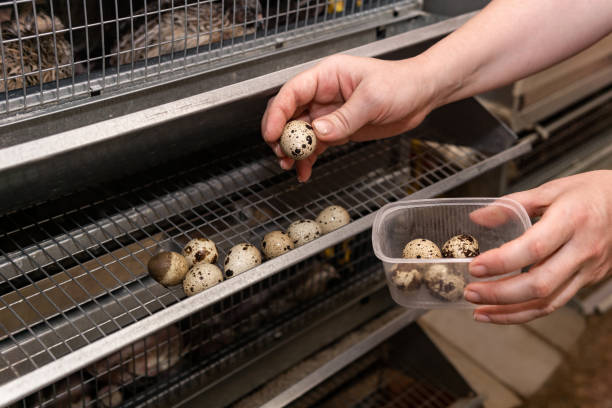 farmer collects quail eggs from the battery cage tray farmer's hands collect quail eggs from the battery cage tray coturnix quail stock pictures, royalty-free photos & images