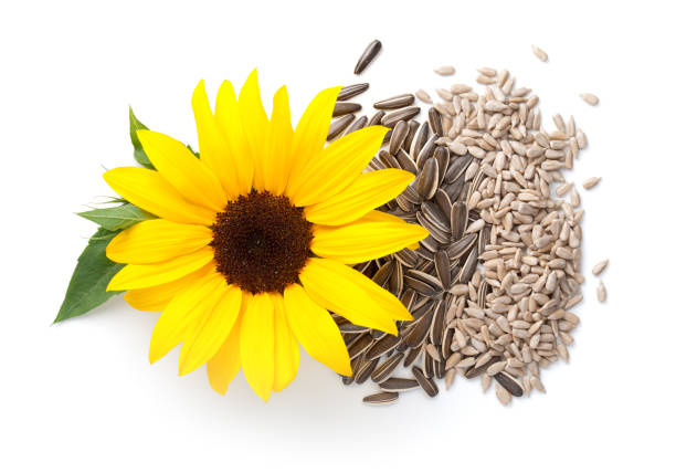 girasol aislado de fondo blanco flor y semillas - sunflower seed fotografías e imágenes de stock