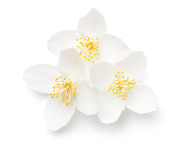 istock Fresh Jasmine Flowers Isolated Over White Background 1330036466