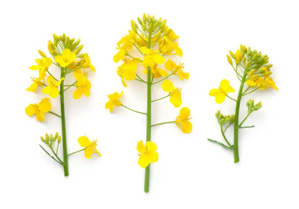 Rapeseed flowers isolated over white background. Brassica napus. Top view
