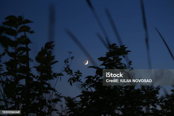 Color Photograph Of A Blue Evening Sky With A Young Moon In The Foreground Blurred Outoffocus Grass And Trees Twilight In Nature Stock Photo - Download Image Now