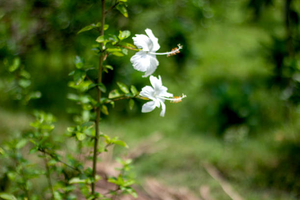 white flowers and green leaves and blurred background