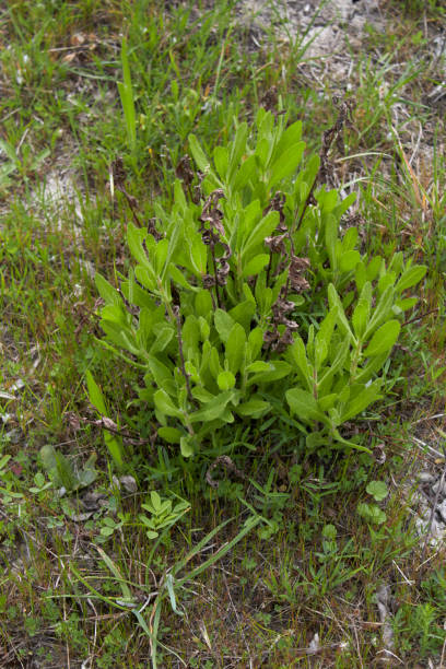 istock Dittrichia graveolens plant close up 1330038612