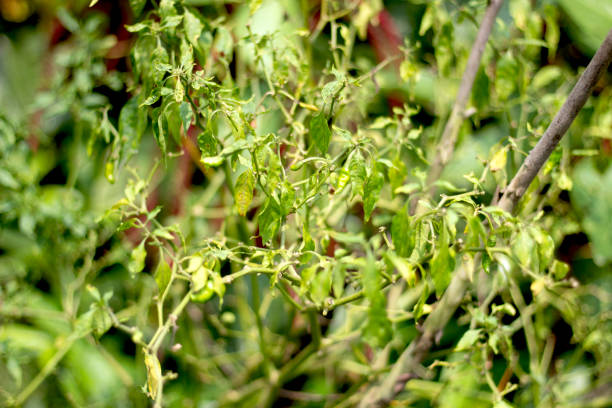 istock Green pepper tree many many small leaves and Background blur 1330039177