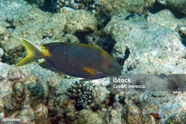 Stellate Rabbitfish Siganus Stellatus Laqueus In Red Sea Stock Photo - Download Image Now