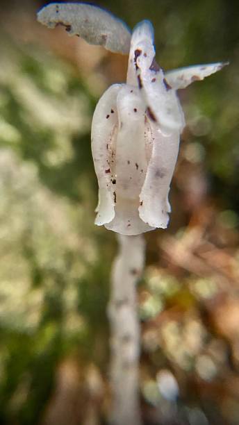 istock indian pipe / ghost plant / monotropa uniflora - close up view 1330040282