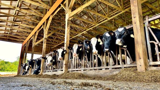 nutrire tutte le giovenche affamate - vermont farm dairy farm agricultural building foto e immagini stock