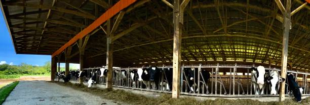 nutrire tutte le giovenche affamate - vista fienile grandangolare - vermont farm dairy farm agricultural building foto e immagini stock