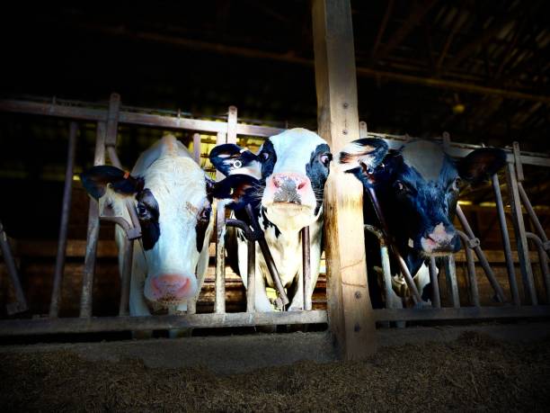 tre mucche curiose nella luce del palcoscenico - vermont farm dairy farm agricultural building foto e immagini stock