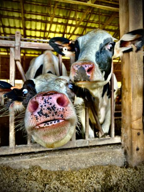 배고프고 유쾌한 홀스타인 하이퍼 - 컬러화 (2021) - vermont farm dairy farm agricultural building 뉴스 사진 이미지