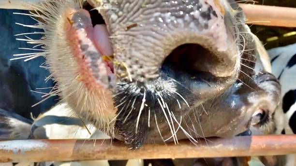 wiskers di una heifer holstein - primo piano - vermont farm dairy farm agricultural building foto e immagini stock