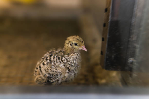 domestic quail baby chicken kept in a cage in a hen house, close up domestic japanese quail baby chicken kept in a cage in a hen house, close up coturnix quail stock pictures, royalty-free photos & images