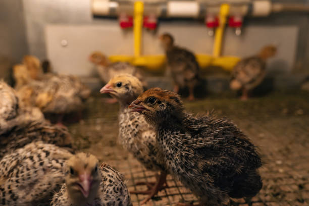 polli bambino quaglia domestica sono tenuti in una covata in un pollaio, primo-up - brooder foto e immagini stock