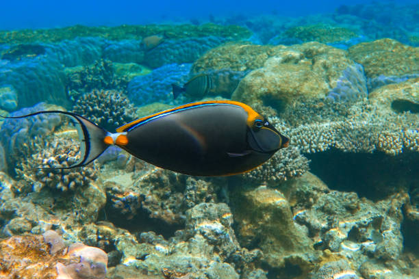 Orangespine unicornfish (Naso elegans) clouse up view, in the Red Sea, Egypt. Orangespine unicornfish (Naso elegans) clouse up view, in the Red Sea, Egypt. naso elegans stock pictures, royalty-free photos & images