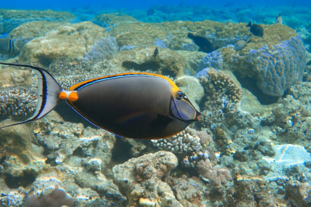 Orangespine unicornfish (Naso elegans) clouse up view, in the Red Sea, Egypt. Orangespine unicornfish (Naso elegans) clouse up view, in the Red Sea, Egypt. naso elegans stock pictures, royalty-free photos & images