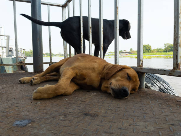 istock The behavior of each pet. 1330042950