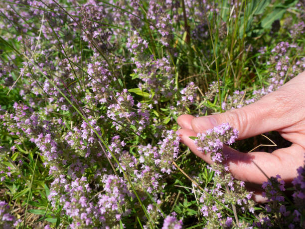 istock Wild thyme picking. Human hand plucks a twig, close up, selected focus. 1330043344