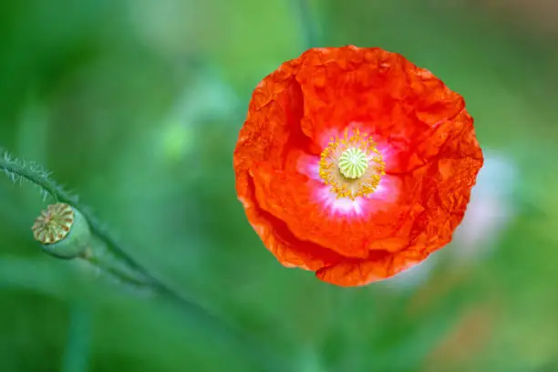 July 2021: Close-up of a single Red Poppy Flower