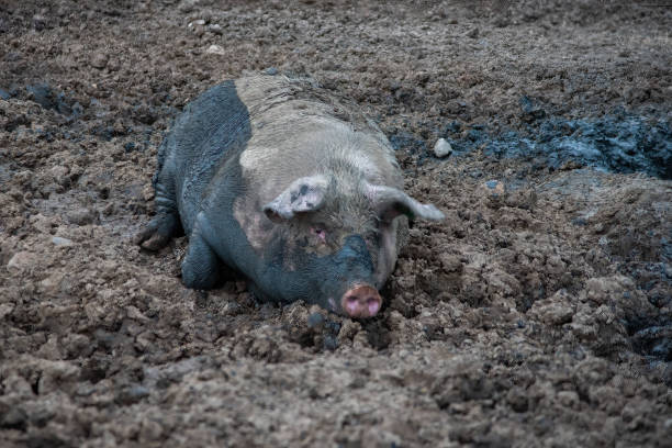 Large piglet standing in a muddy field looking for food
