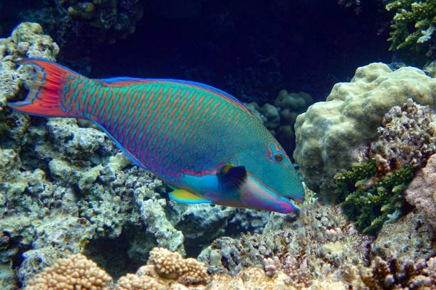 Bicolor Parrotfish - Cetoscarus bicolor ,coral fish in the Red Sea stock photo