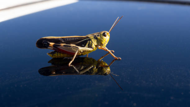 istock A bright green grasshopper with its reflection on a windscreen of a car, close up, selected focus. 1330044916