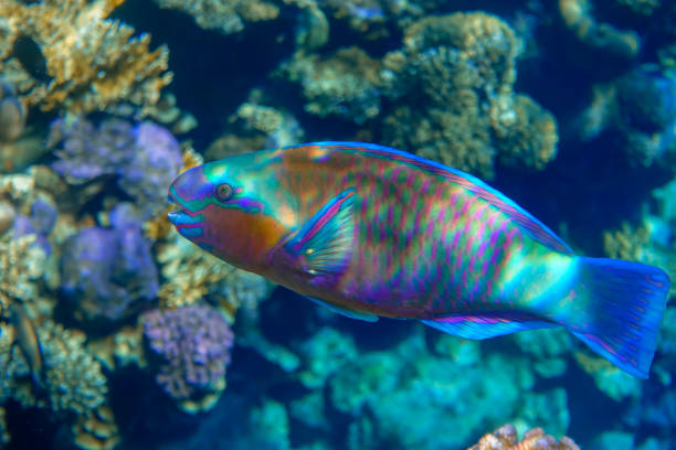 Daisy parrotfish  - Chlorurus sordidus,  Red Sea Daisy parrotfish  - Chlorurus sordidus,  Red Sea parrot fish stock pictures, royalty-free photos & images