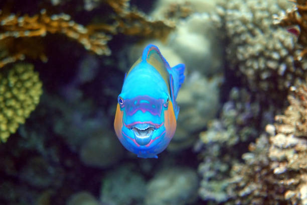Daisy parrotfish  - Chlorurus sordidus,  Red Sea stock photo