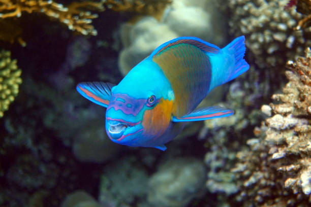 istock Daisy parrotfish  - Chlorurus sordidus,  Red Sea 1330046133