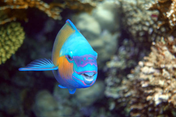 istock Daisy parrotfish  - Chlorurus sordidus,  Red Sea 1330046136