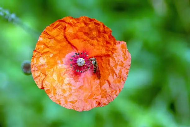 July 2021: Close-up of a single Red Poppy Flower with hoverfly