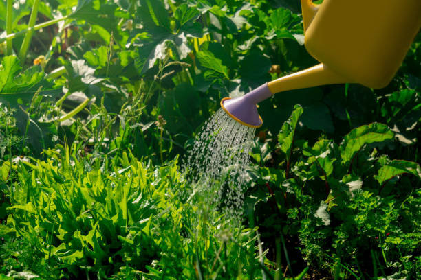 istock watering can, watering various greens in the garden 1330046342