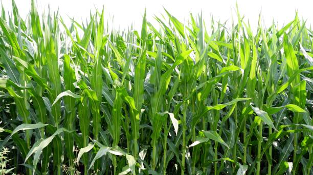 istock Green young maize field not yet ripe 1330047587