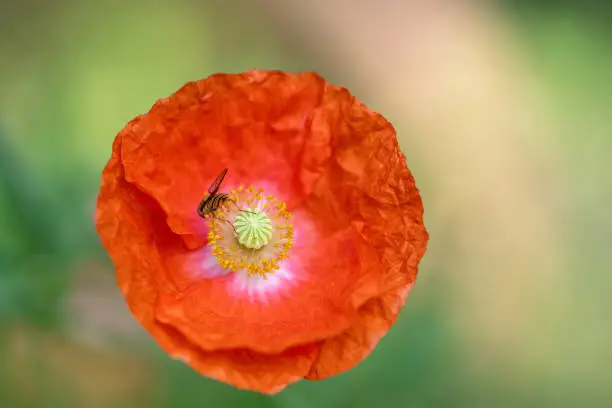 July 2021: Close-up of a single Red Poppy Flower with hoverfly