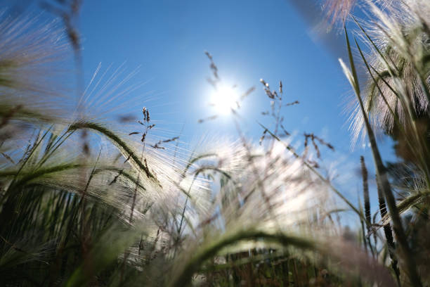 feather pennisetum, mission grass contra céu azul e luz solar. - pennisetum - fotografias e filmes do acervo