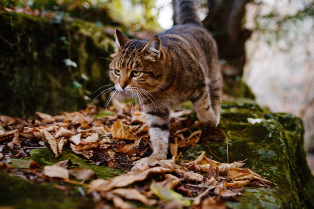 istock A Siberian tabby cat exploring the autumn forest 1330048966
