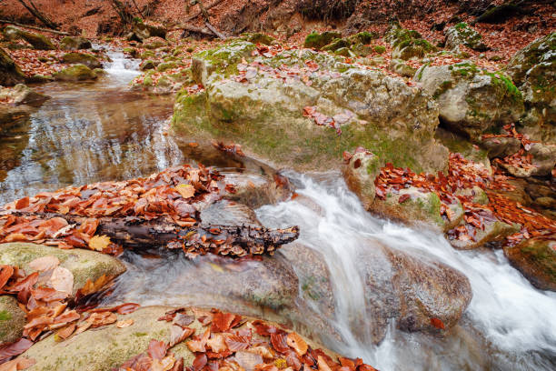 istock Creek in autumn forest sunset. Fall season in forest 1330049001
