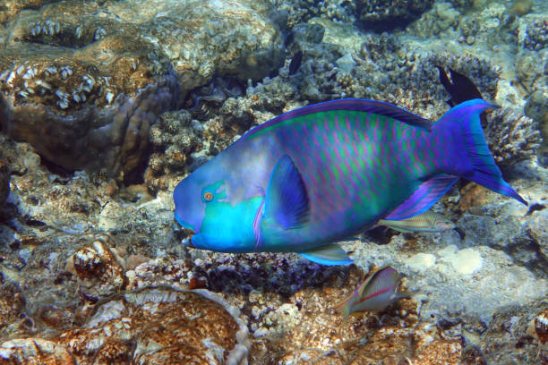 Red Sea Steephead Parrotfish (Chlorurus gibbus) Red Sea Steephead Parrotfish (Chlorurus gibbus) parrot fish stock pictures, royalty-free photos & images