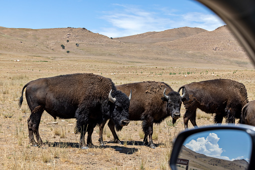 American bison have been in existence on Antelope Island since 1893 and are one of the largest and oldest publicly owned bison herds in the United States. A few look up as a tourist passes by them in a car.