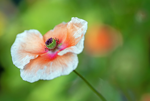 July 2021: Close-up of a single Poppy Flower with white petals