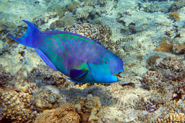 Red Sea Steephead Parrotfish (Chlorurus gibbus) stock photo