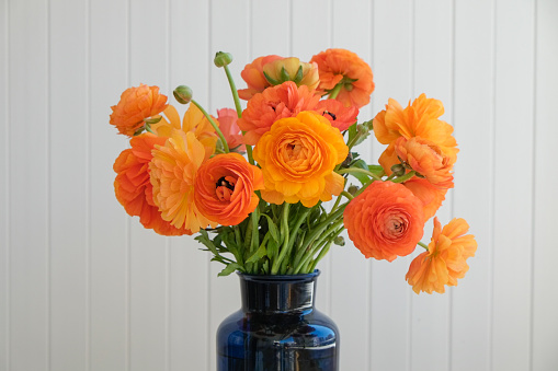 Macro shot of beautiful tender yellow-orange ranunculus bouquet over isolated background. Visible petal structure. Bright patterns of flower buds. Top view, close up, copy space, cropped image.