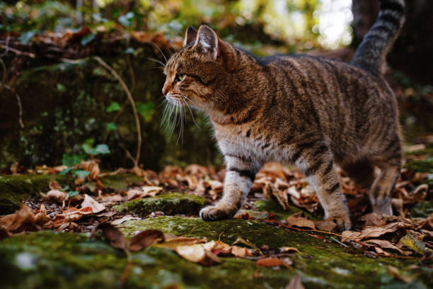 istock A Siberian tabby cat exploring the autumn forest 1330049552