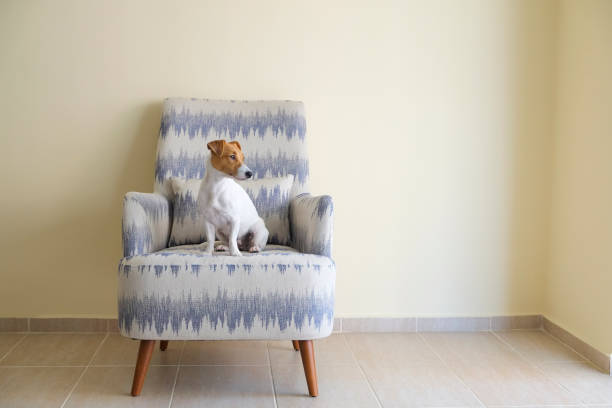 istock Dog alone at home 1330050183
