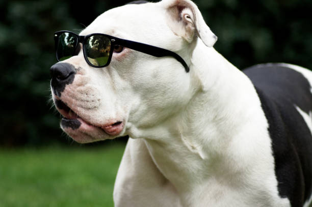 istock Cool bulldog with sunglasses 1330050380