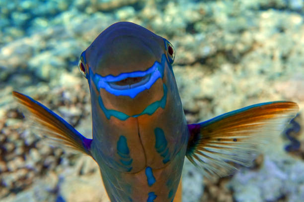 istock Daisy parrotfish  - Chlorurus sordidus,  Red Sea 1330050616
