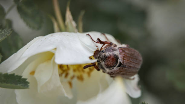 istock Chafer on a white flower and green background. 1330050620